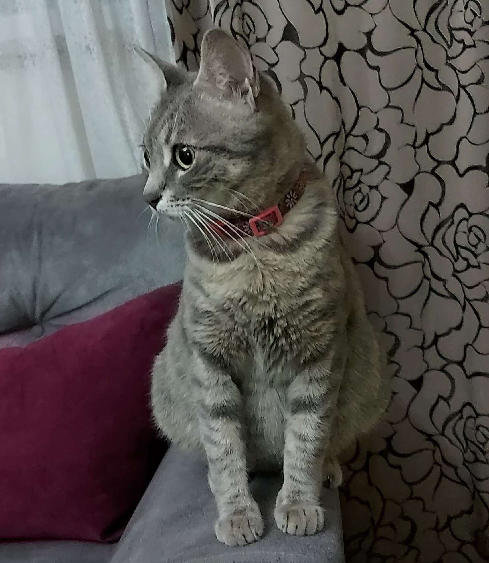 Kedi Bulundu, Sahibini Arıyoruz