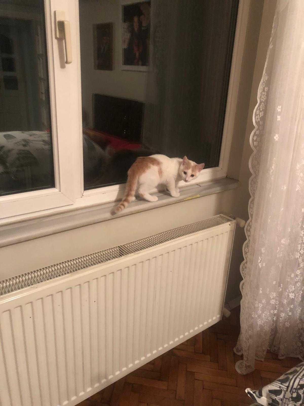 Eda değirmenci