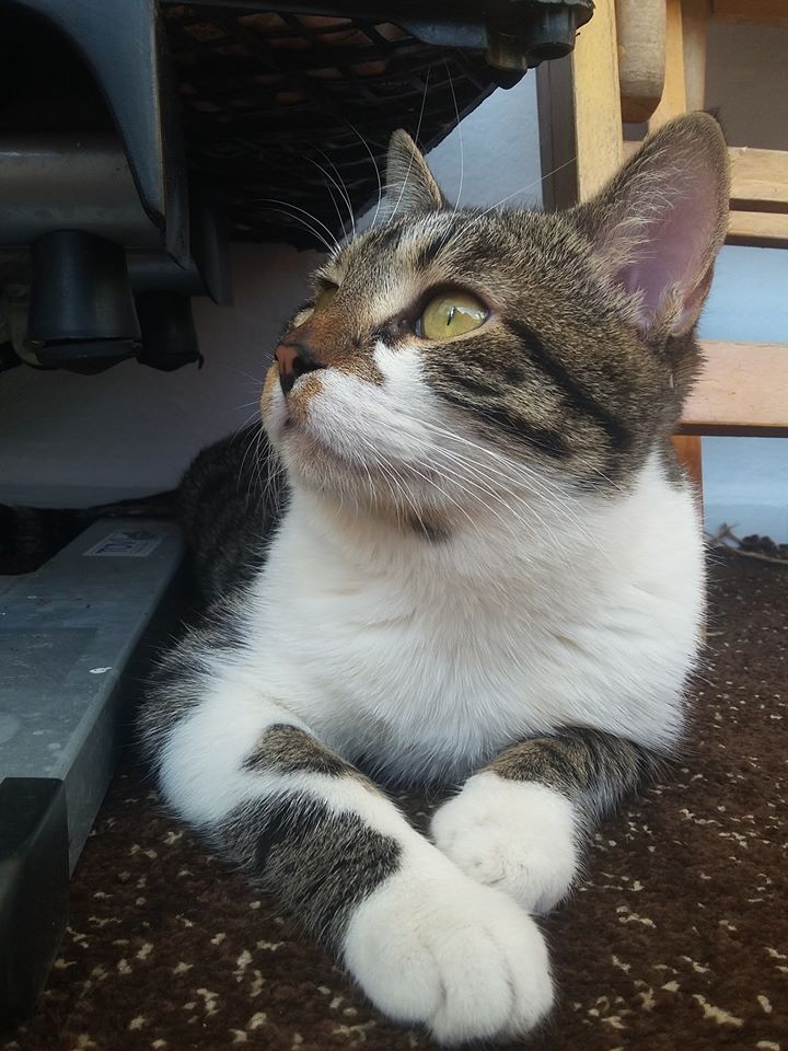 KAYIP KEDİMİZ