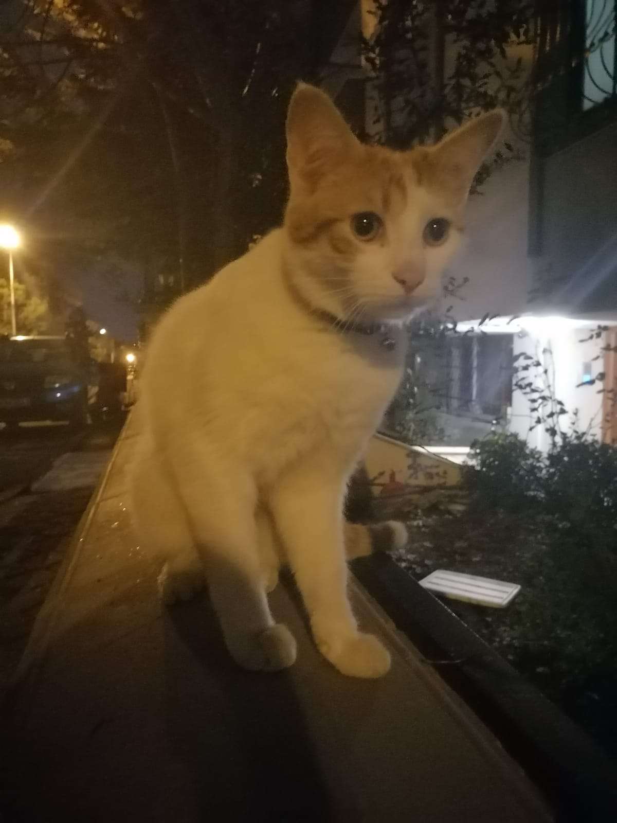 Acıbadem Caddesi kayıp kedi