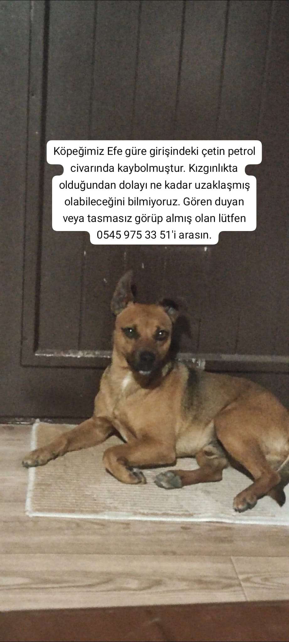 Köpeğim kayıp lütfen bulmama yardımcı olun