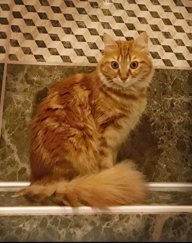 Tuba Çetinel