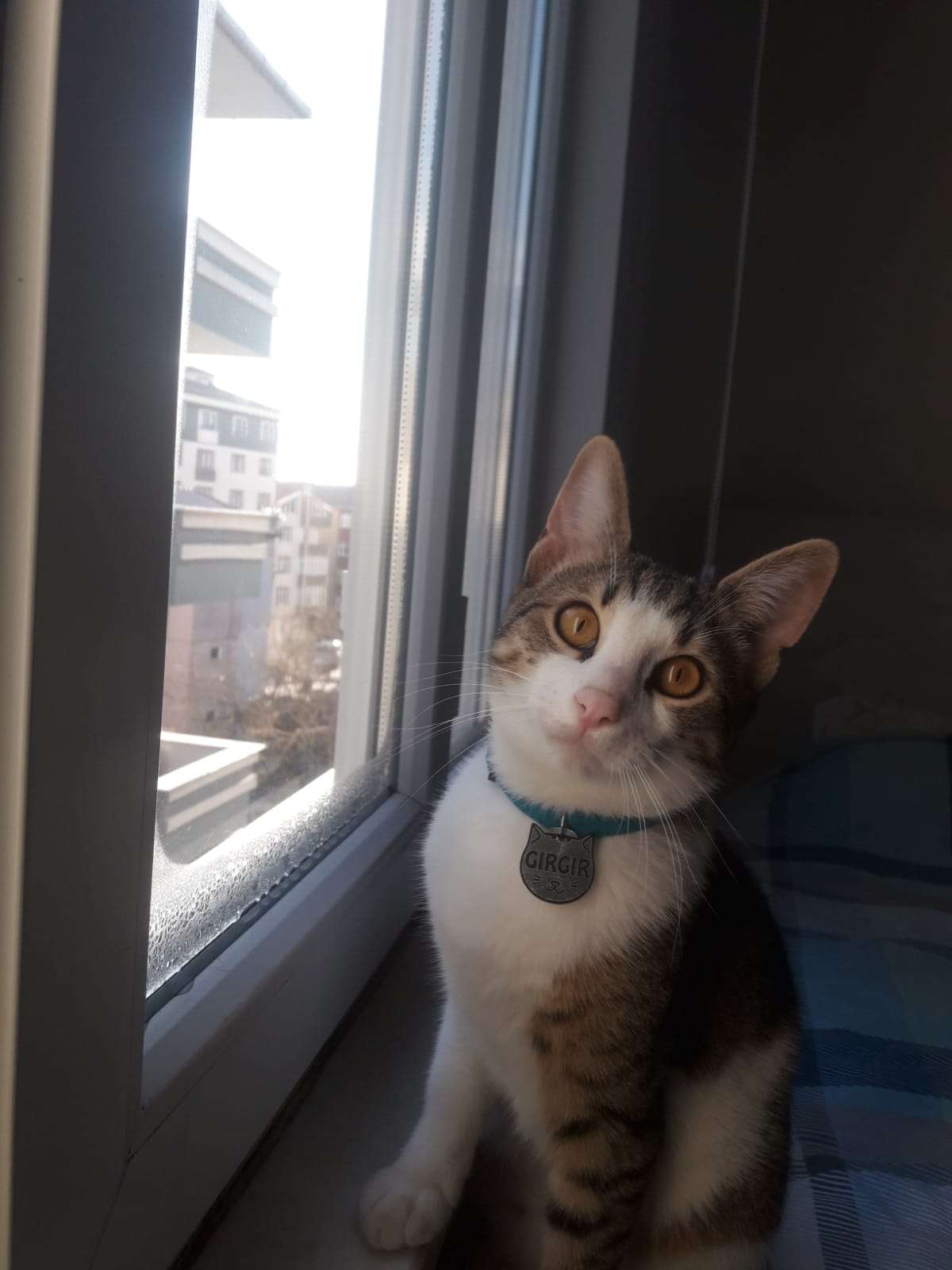 Tekirdağ fevzipaşa mah. kapıykedi