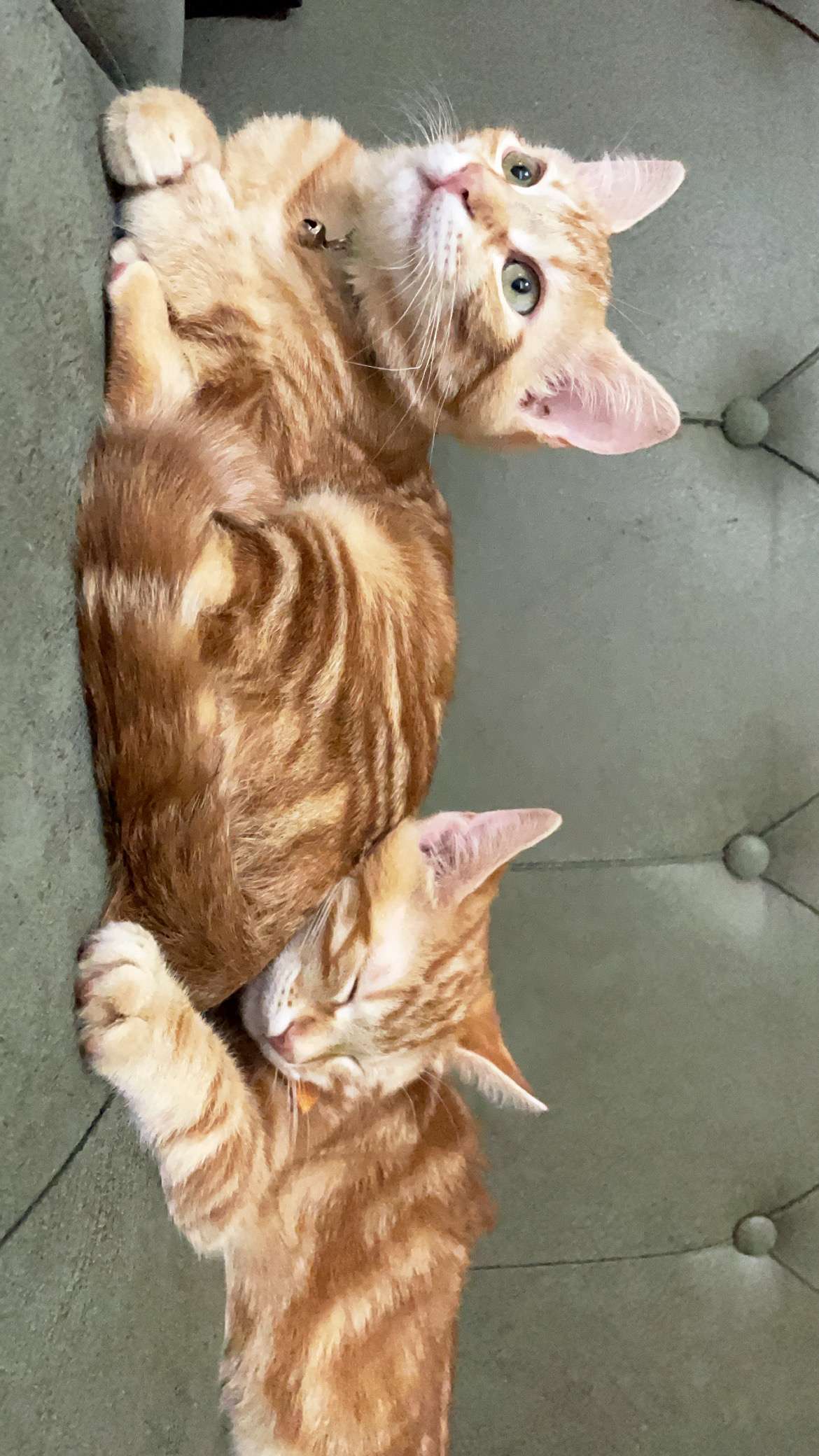 2  dişi kardeş kediler kayıp!