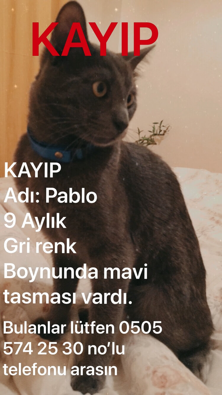 Gülay Akay