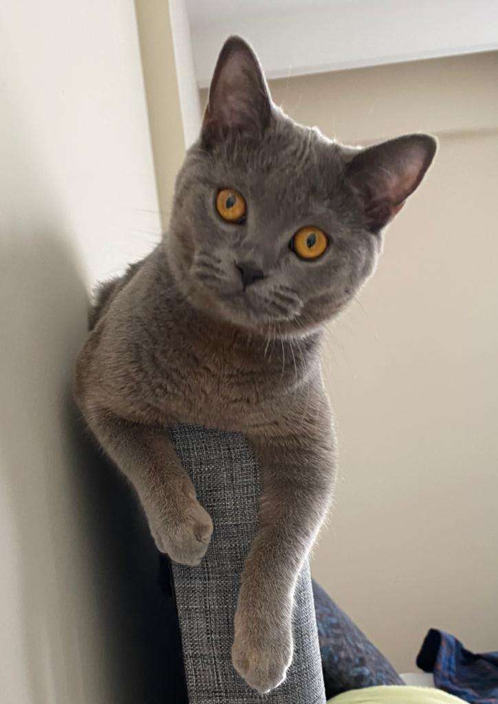 Nori
