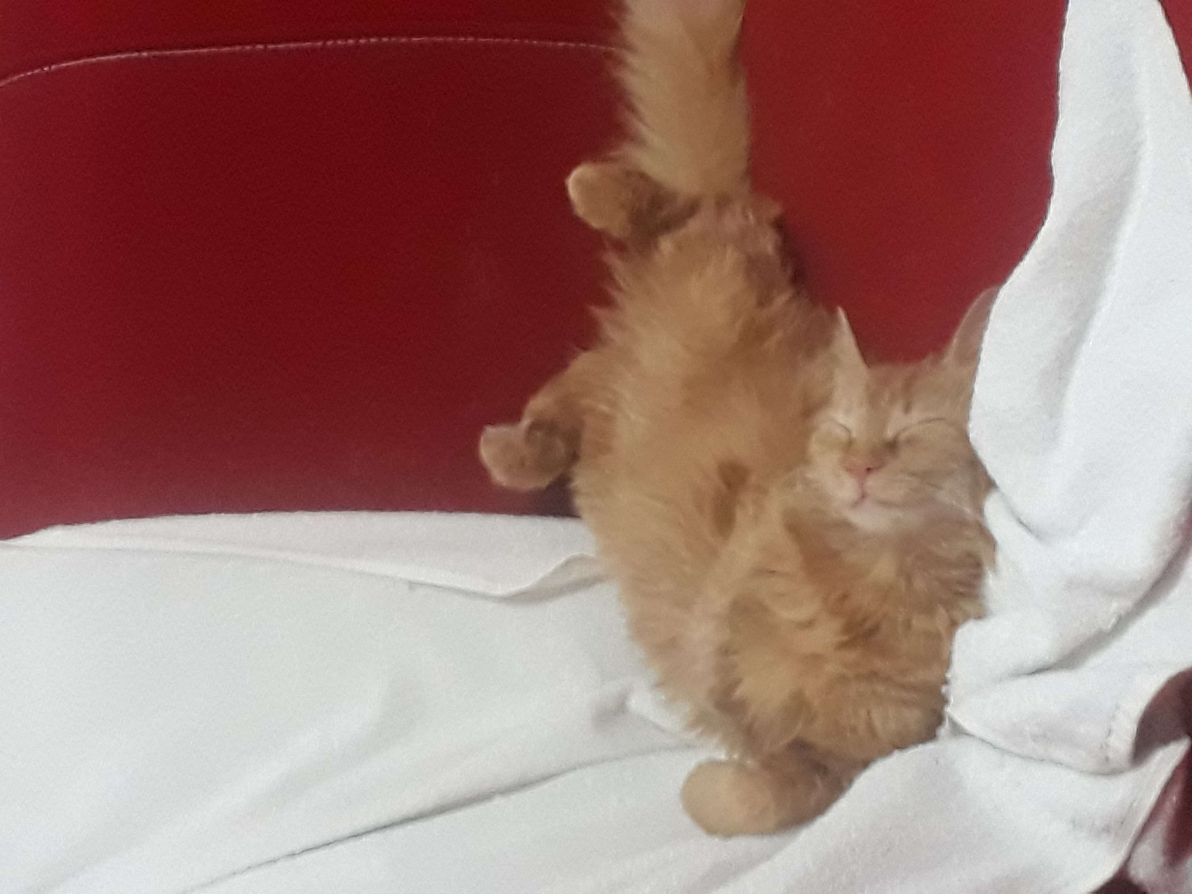 Kedi