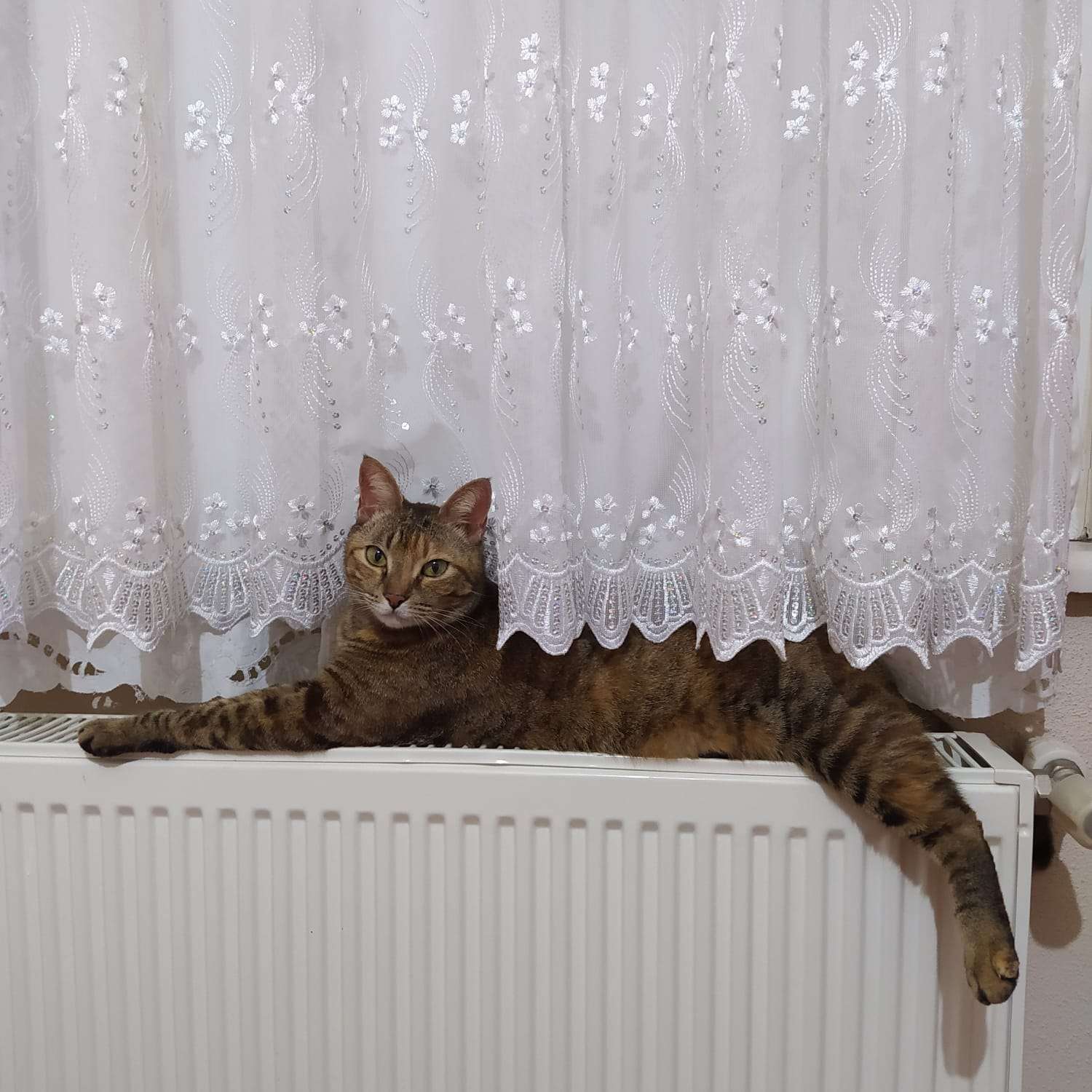 BURSA ORHANGAZİ ARAPZADE MAHALLESİ KAYIP KEDİ
