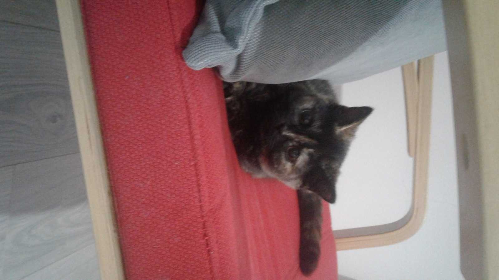 Sevimli