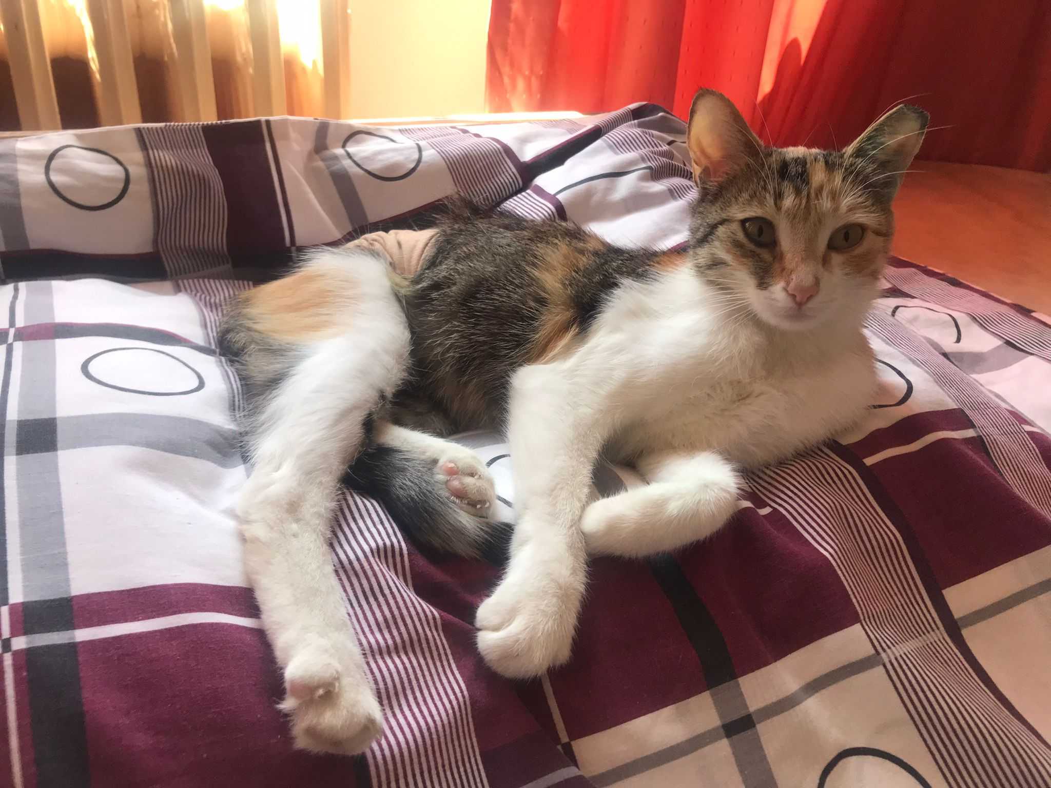 Yüksel Angelidu