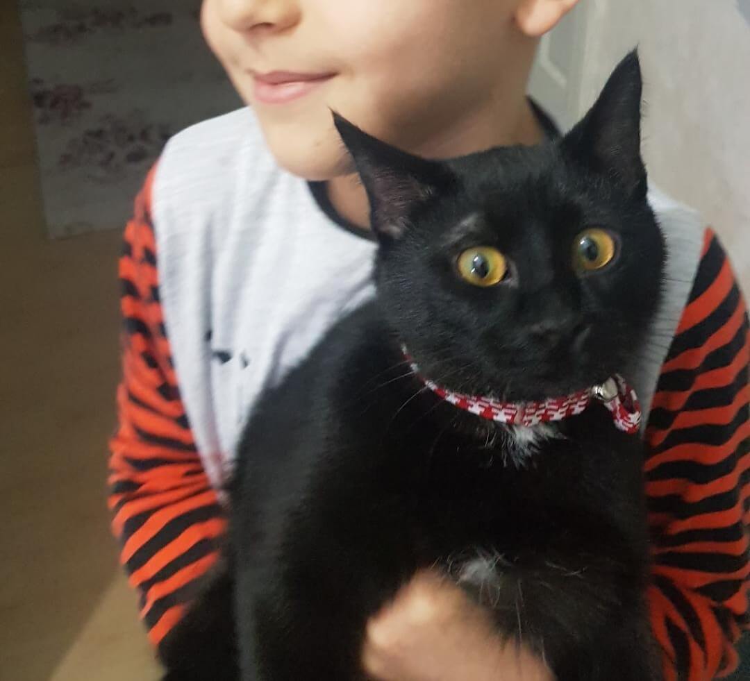 Kayıp kedi