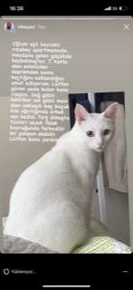 İzmirdeprem kayıp kedi