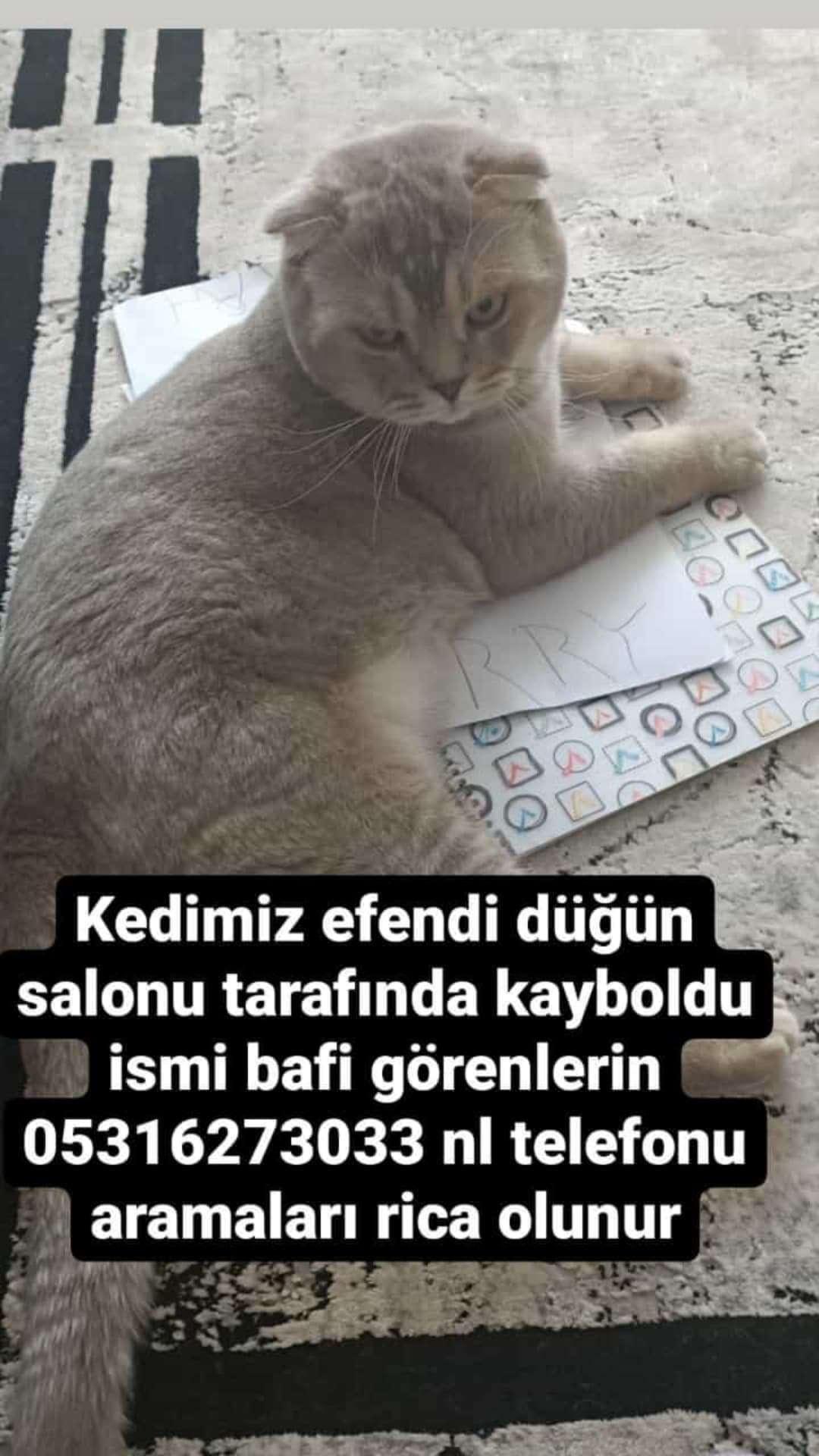 KAYIP KEDİMİZ BAFİ