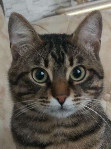 Tekir kedi boncuğumuz kayıp