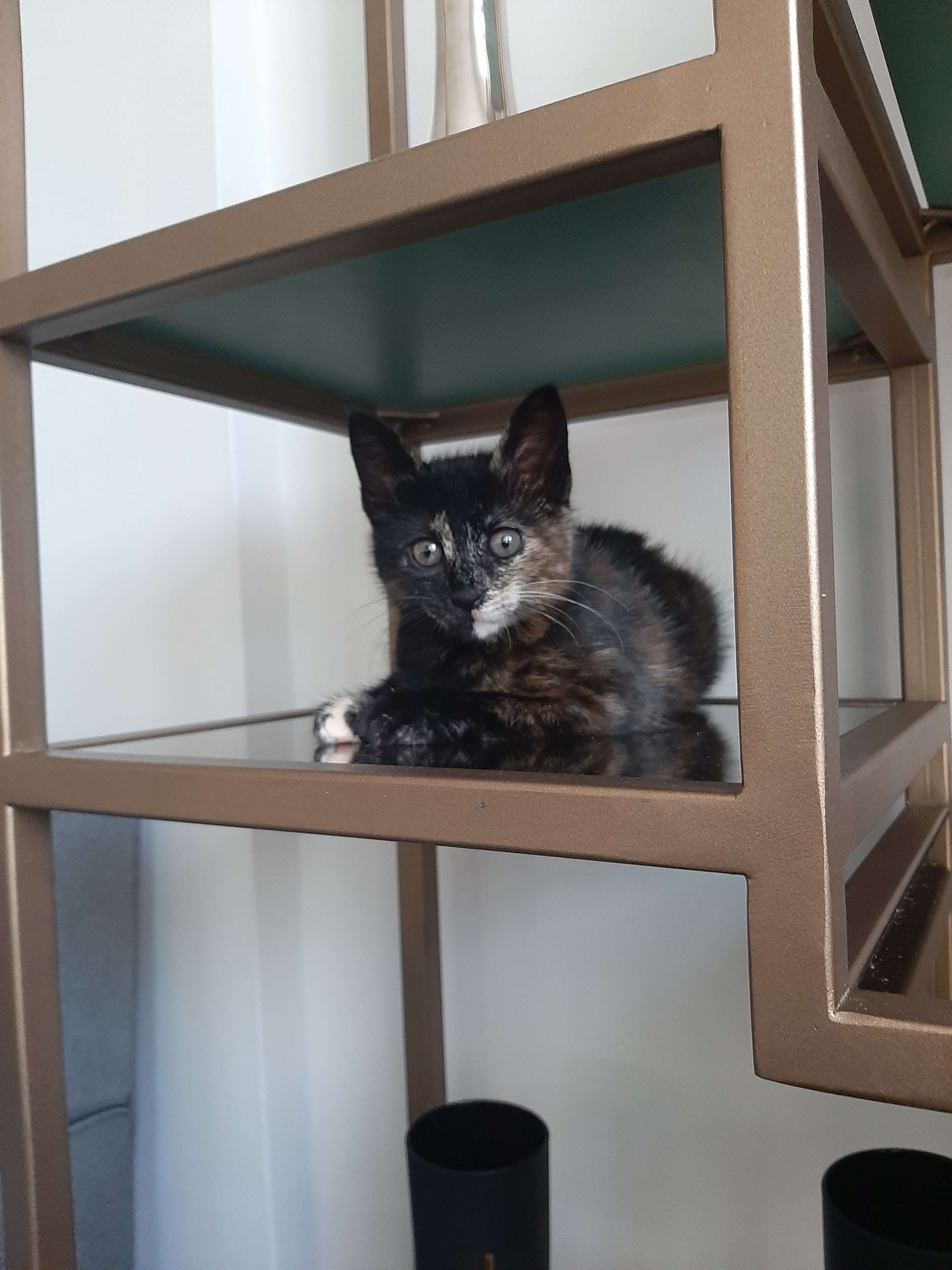 Kayıp Kedi