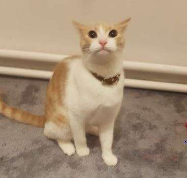 KEDİM KAYBOLDU