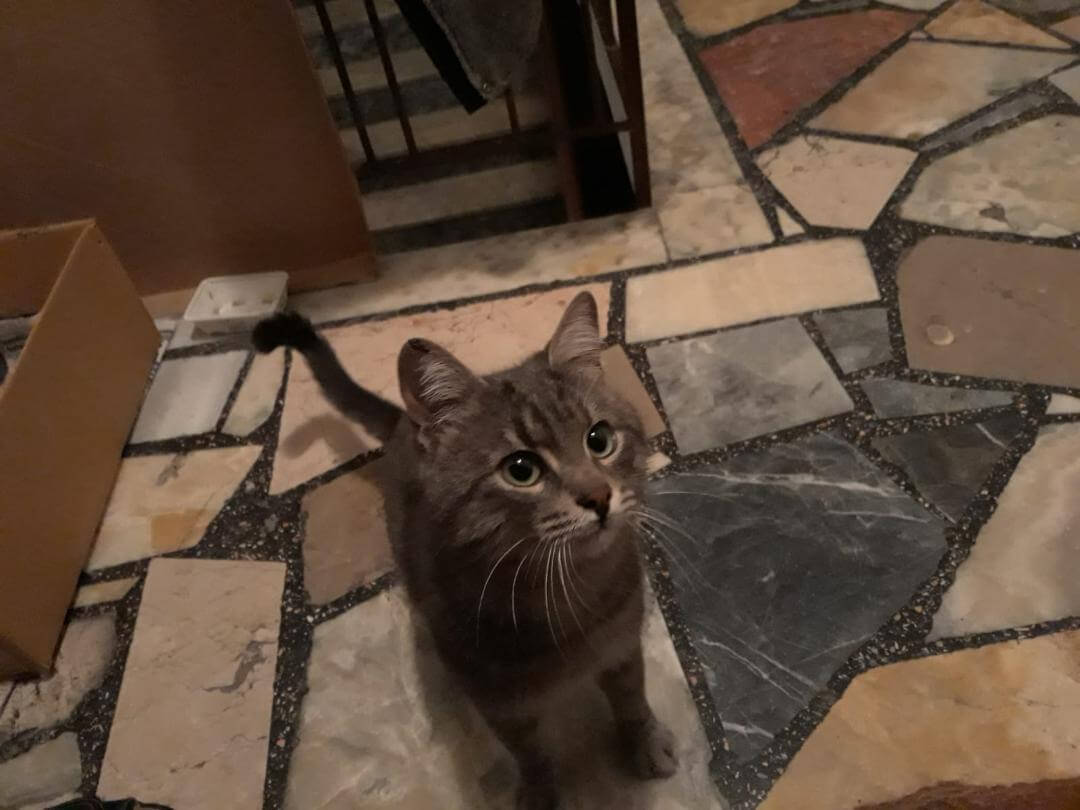 naciye türk