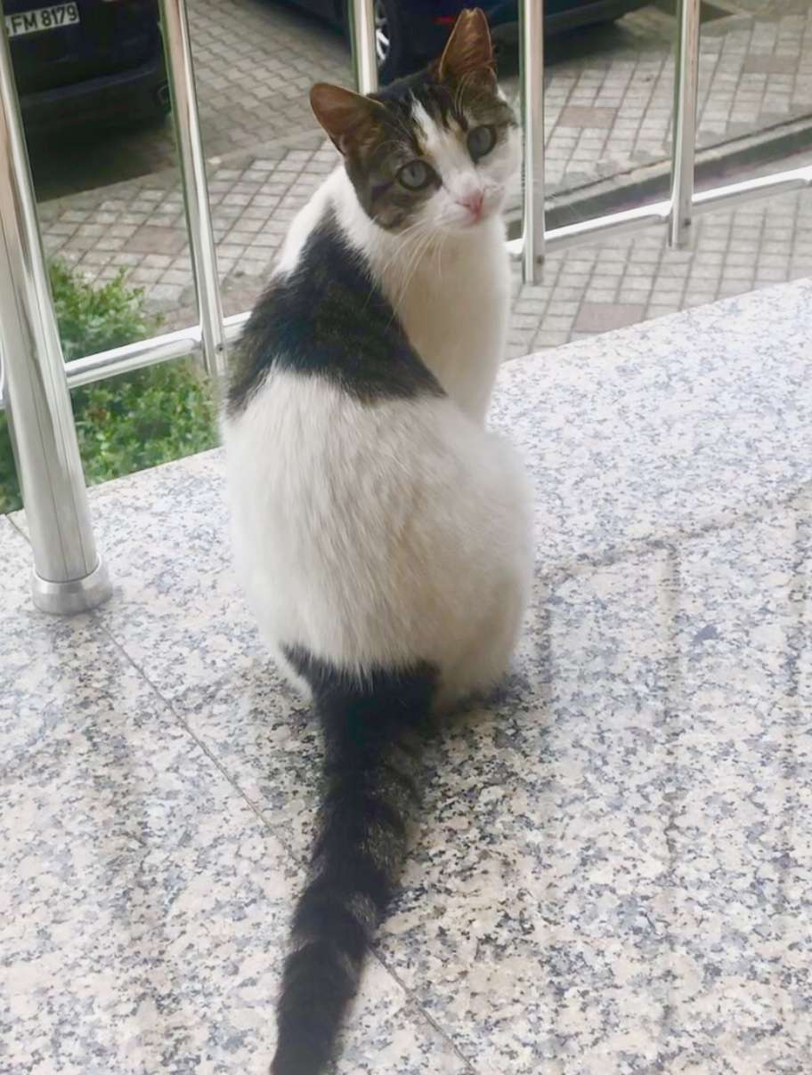 Atakoyde kedim kayip