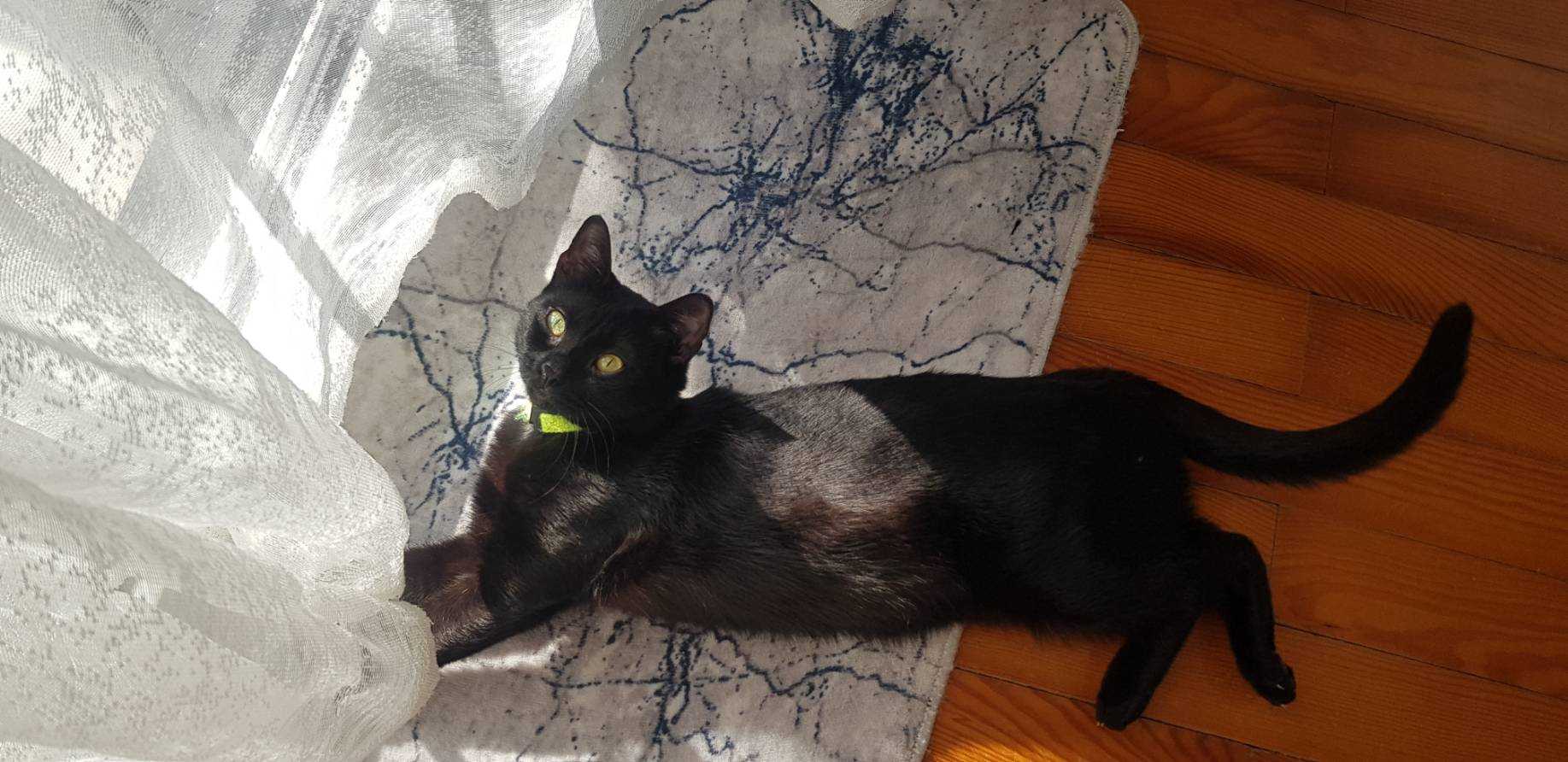 Mimaroba Kayıp Siyah kedi İlanı 5992 Gören Duyan