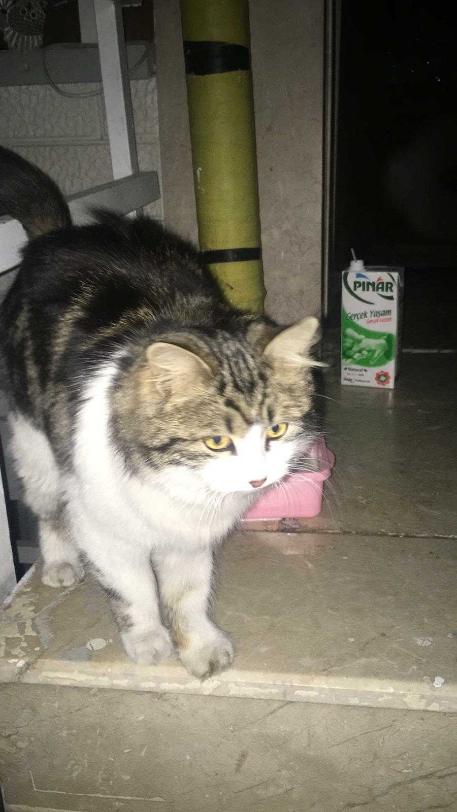 Betül Tonkuş