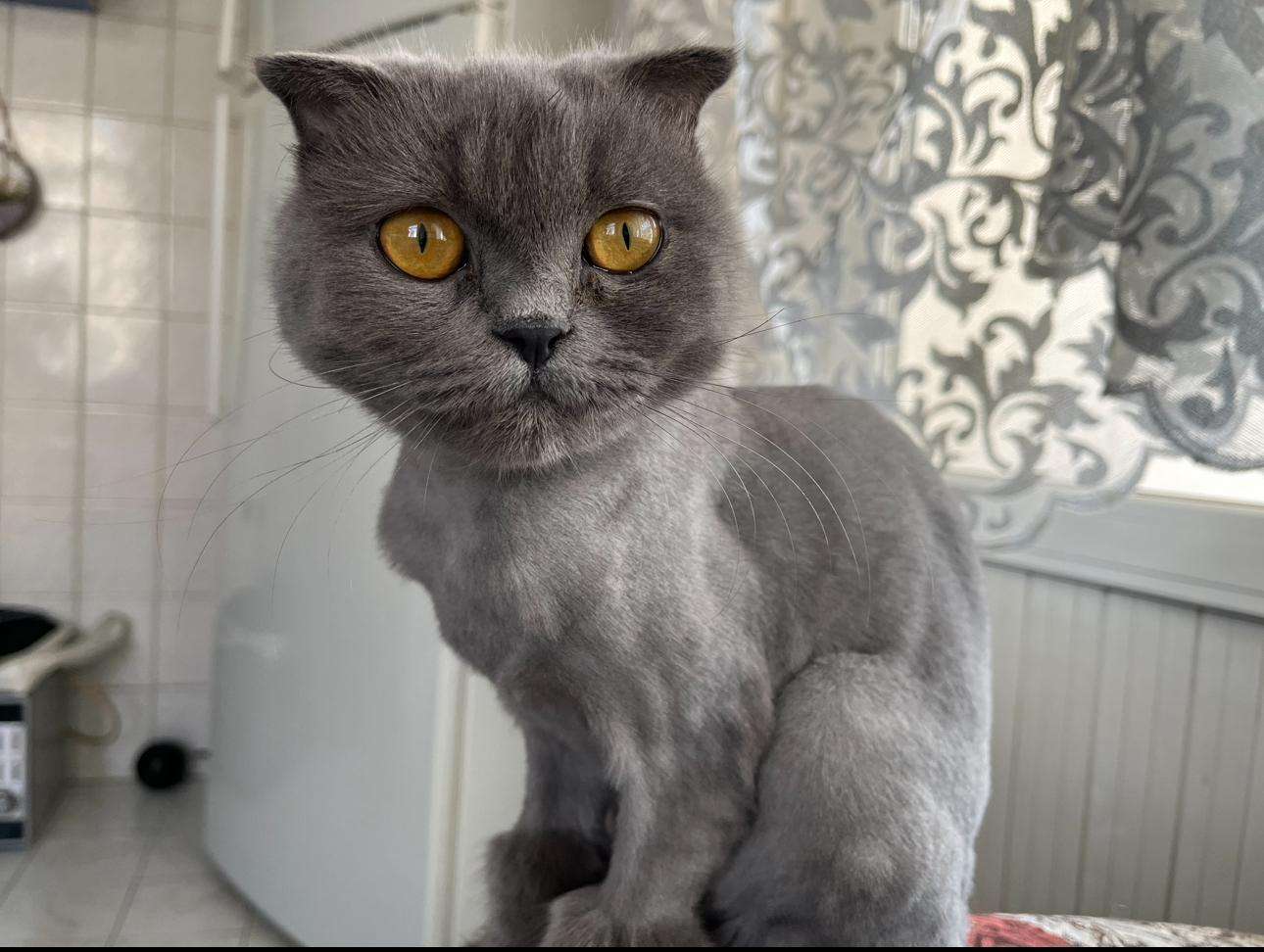 Scottish Fold Long Hair