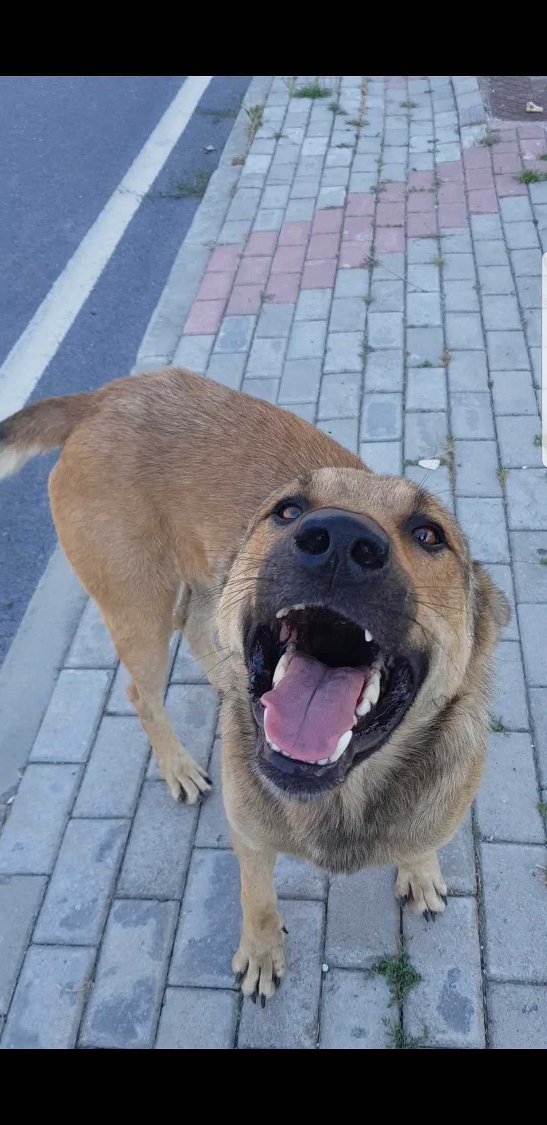 şeyda karakullukçu