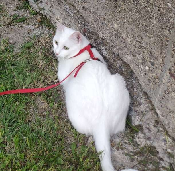 Kayıp kedi 