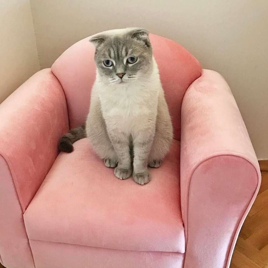 Kayıp Kedi 
