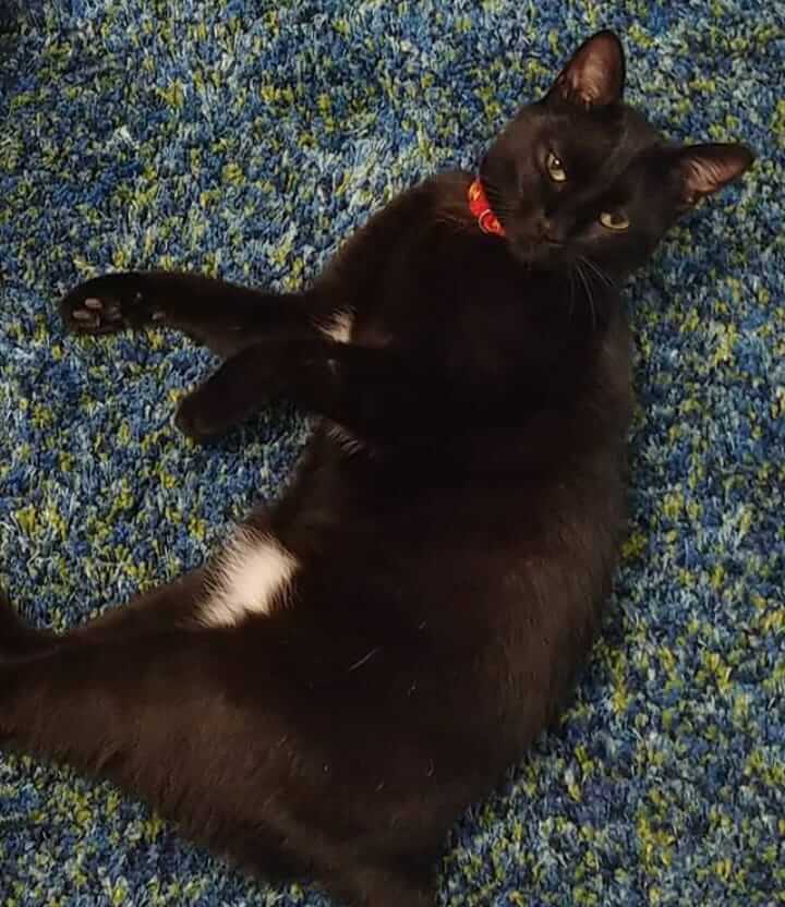 KEDİMİZ KAYIP