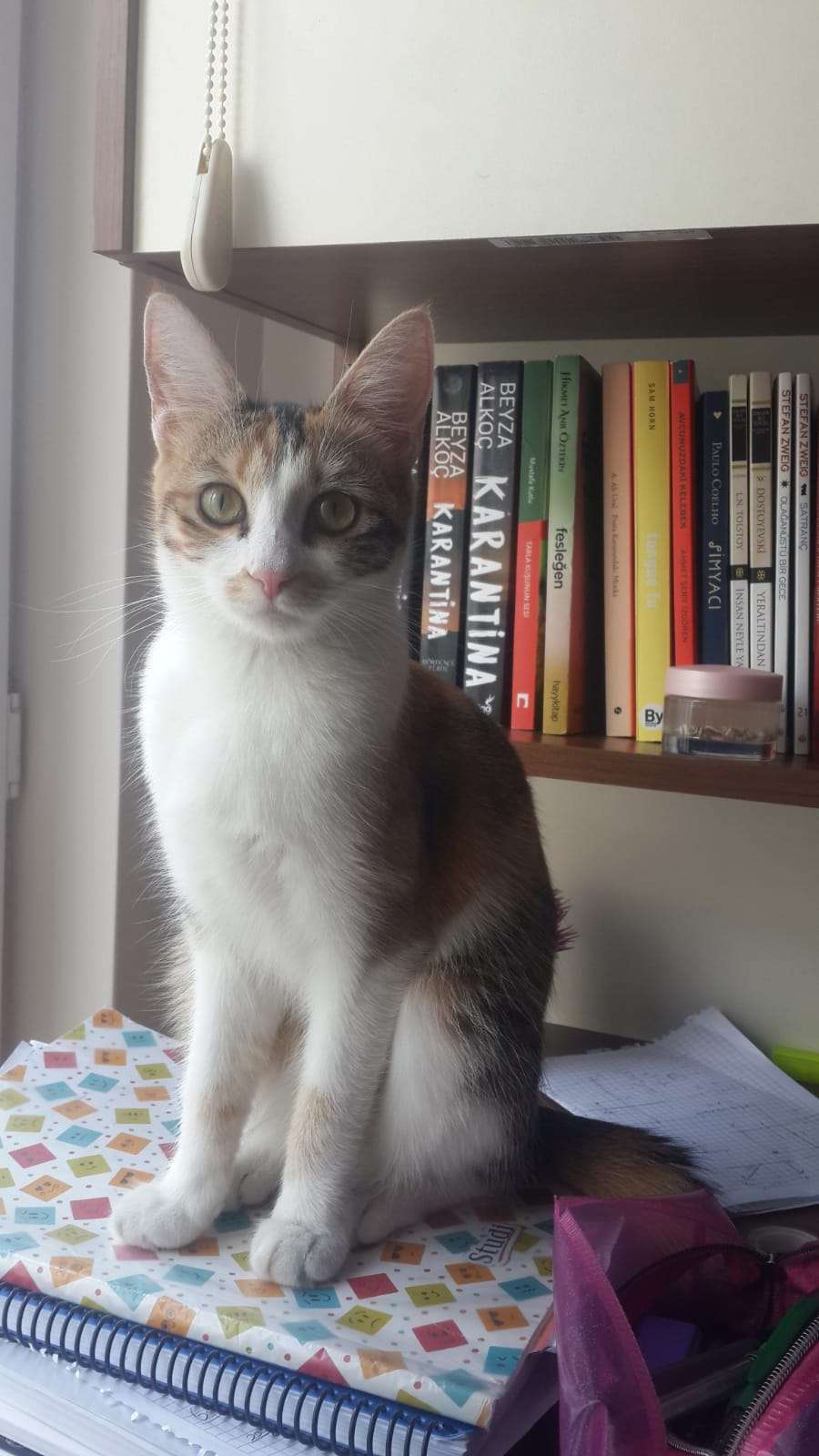 sivas kayıp kedi