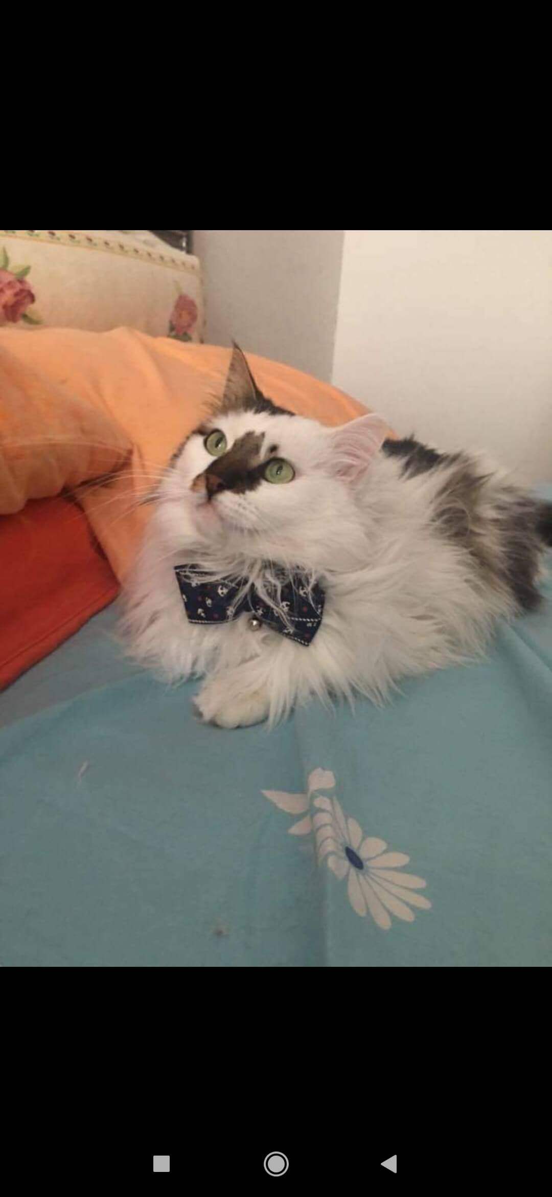 profilimdeki kedim kaybolmuştur