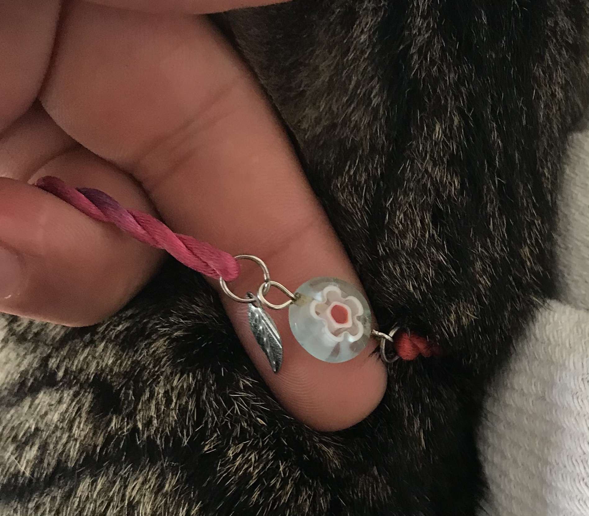İçerenköyde kayıp kedi