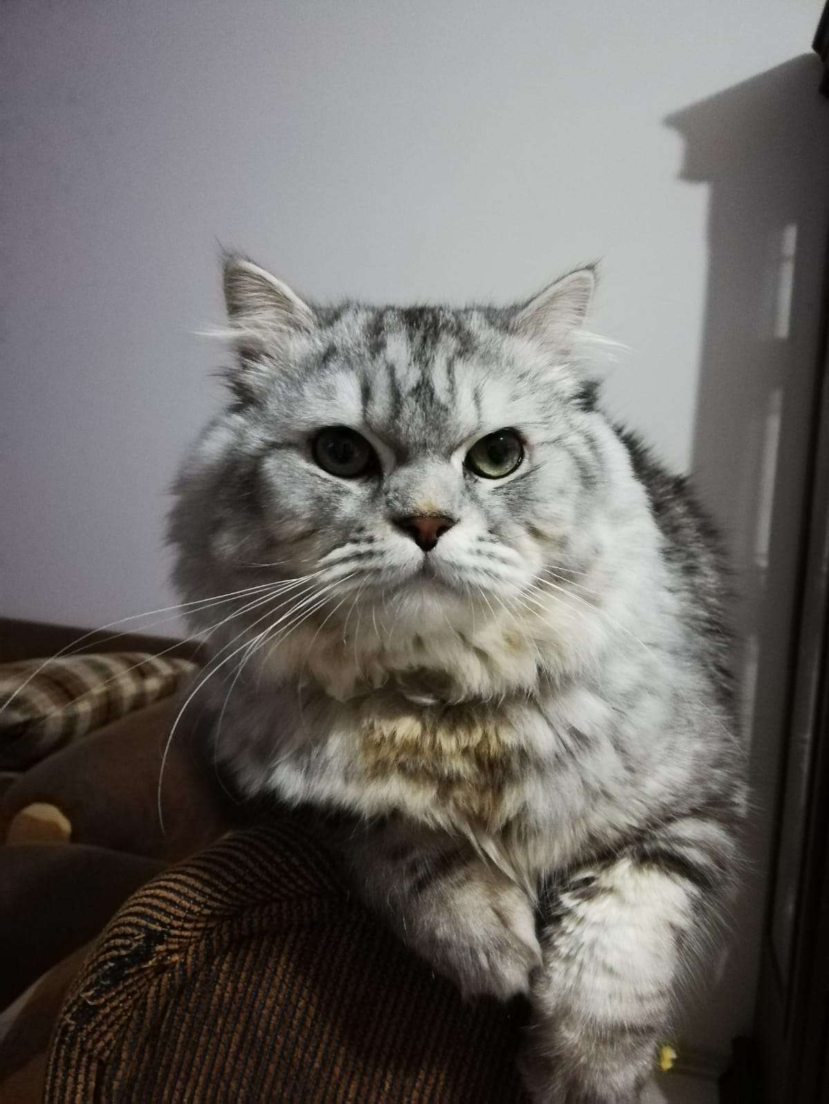 erkek kedimiz kavi kayıp