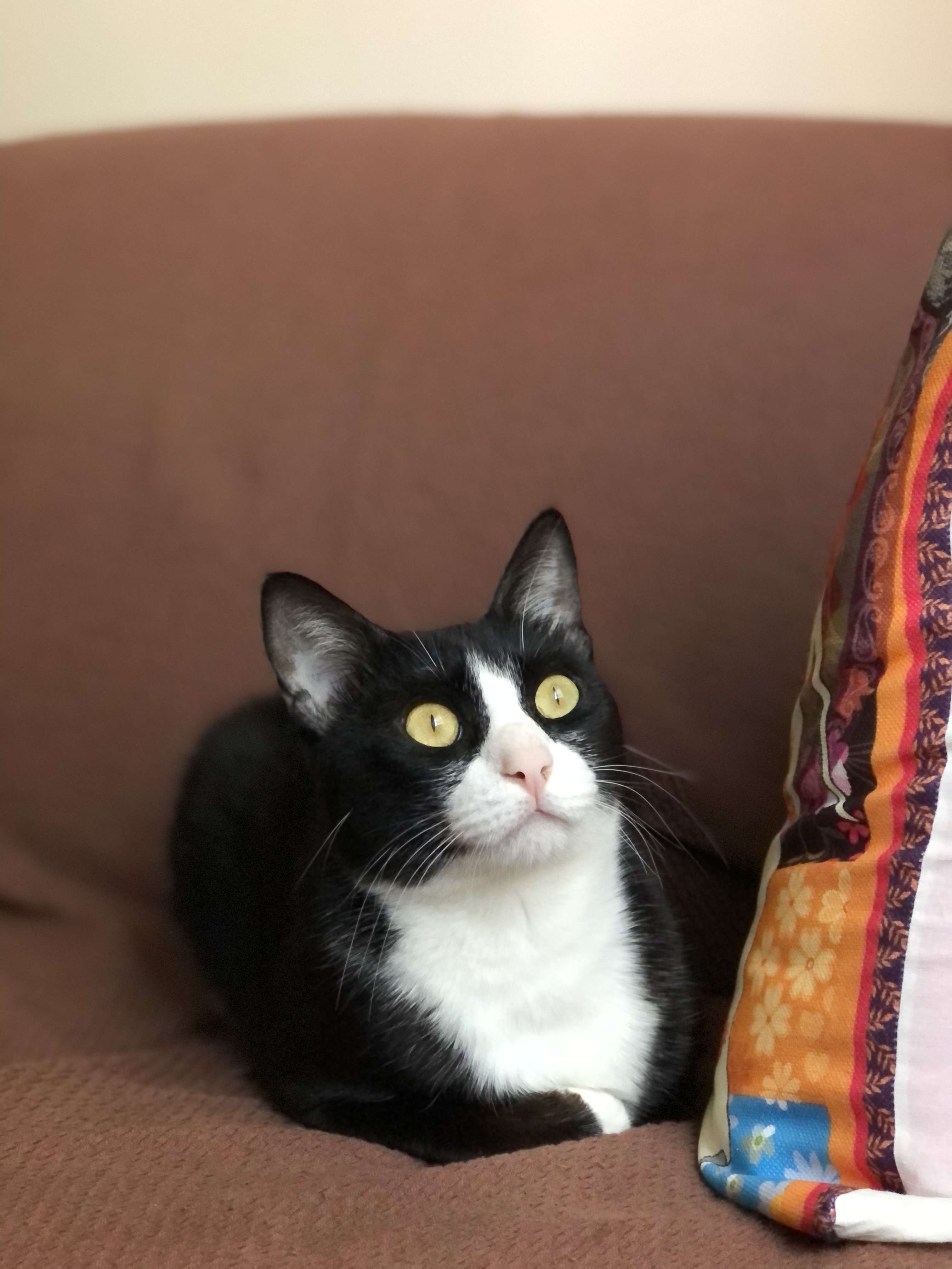 Kayıp kedi Felix