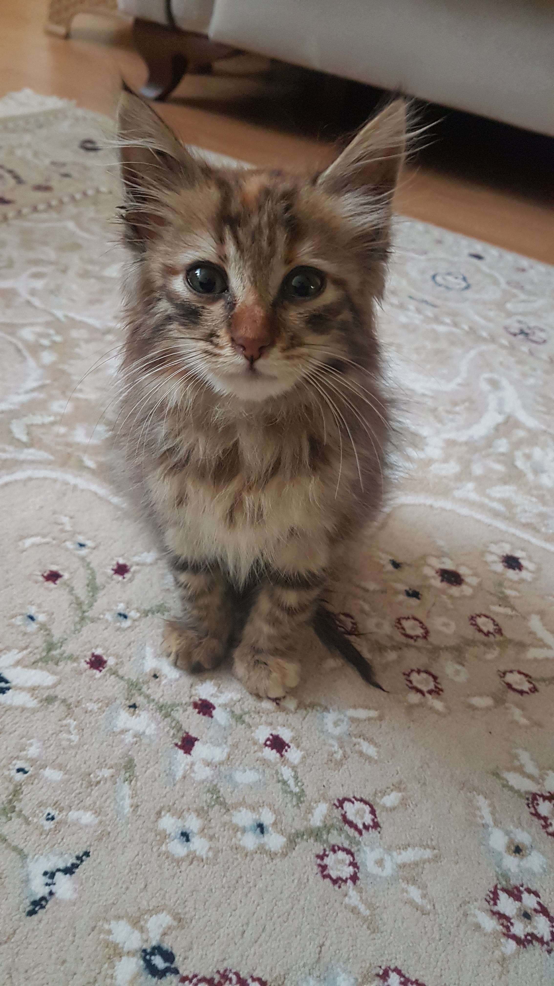 Kedi