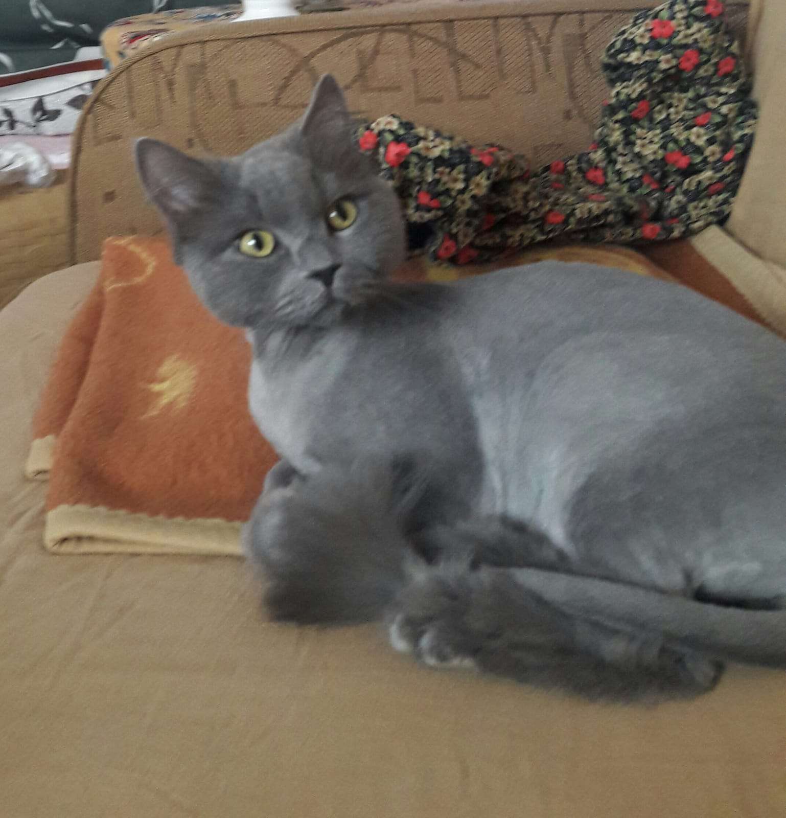 Akçay da kayıp kedi
