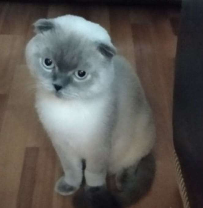 KAYIP KEDİ PATİ SCOTTİSH FOLD MAVİ GÖZLÜ ERKEK