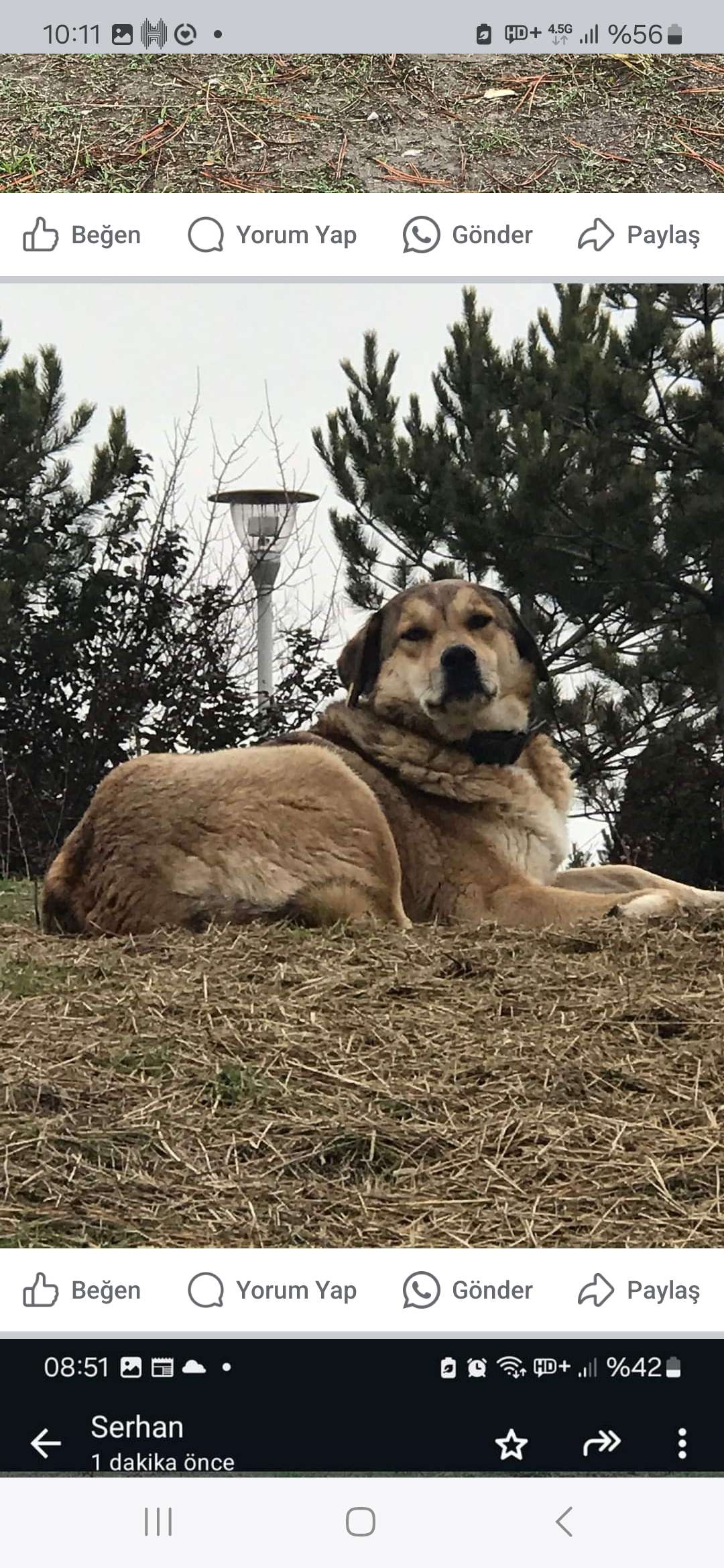 ANKARA BATIKENT KENTKOOP TA KAYIP KÖPEK