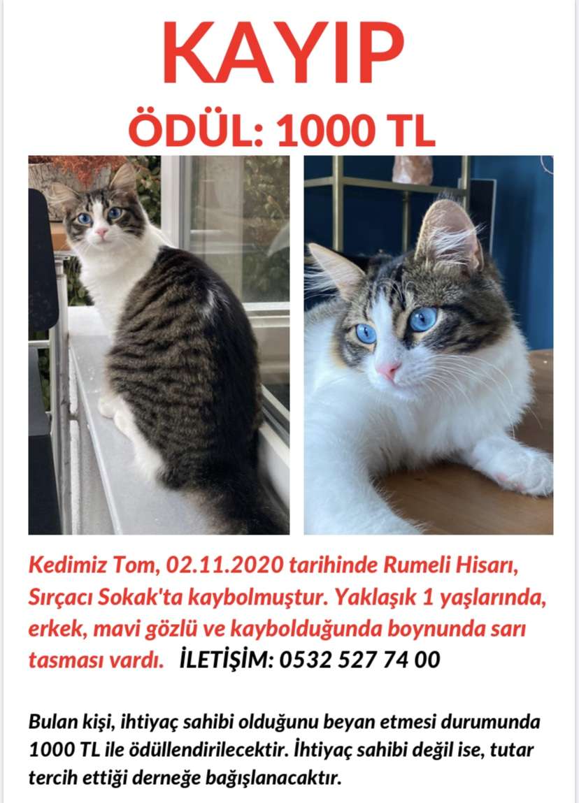 Kayıp Kedi Rumeli Hisarı