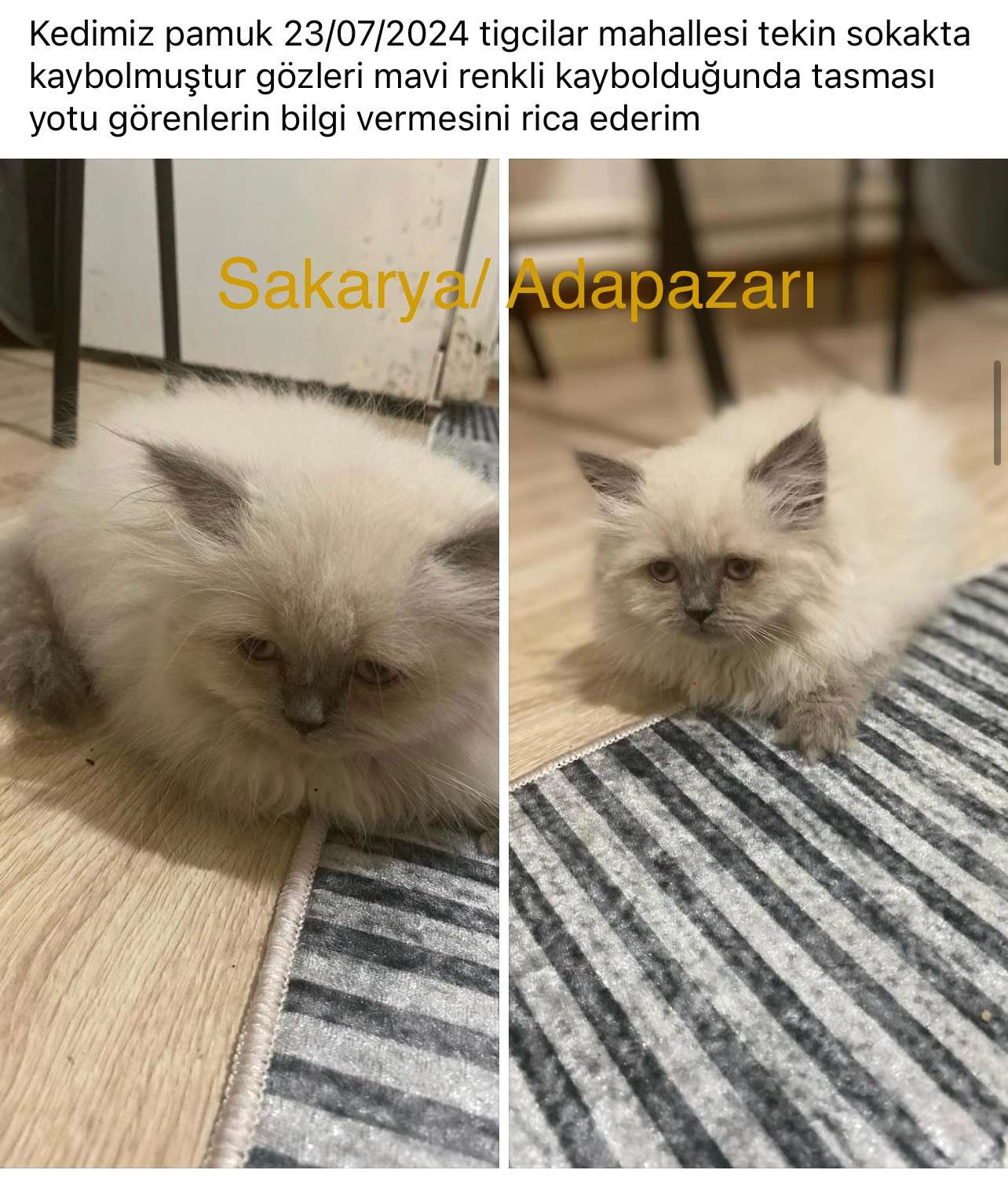 Kayıp kedi 