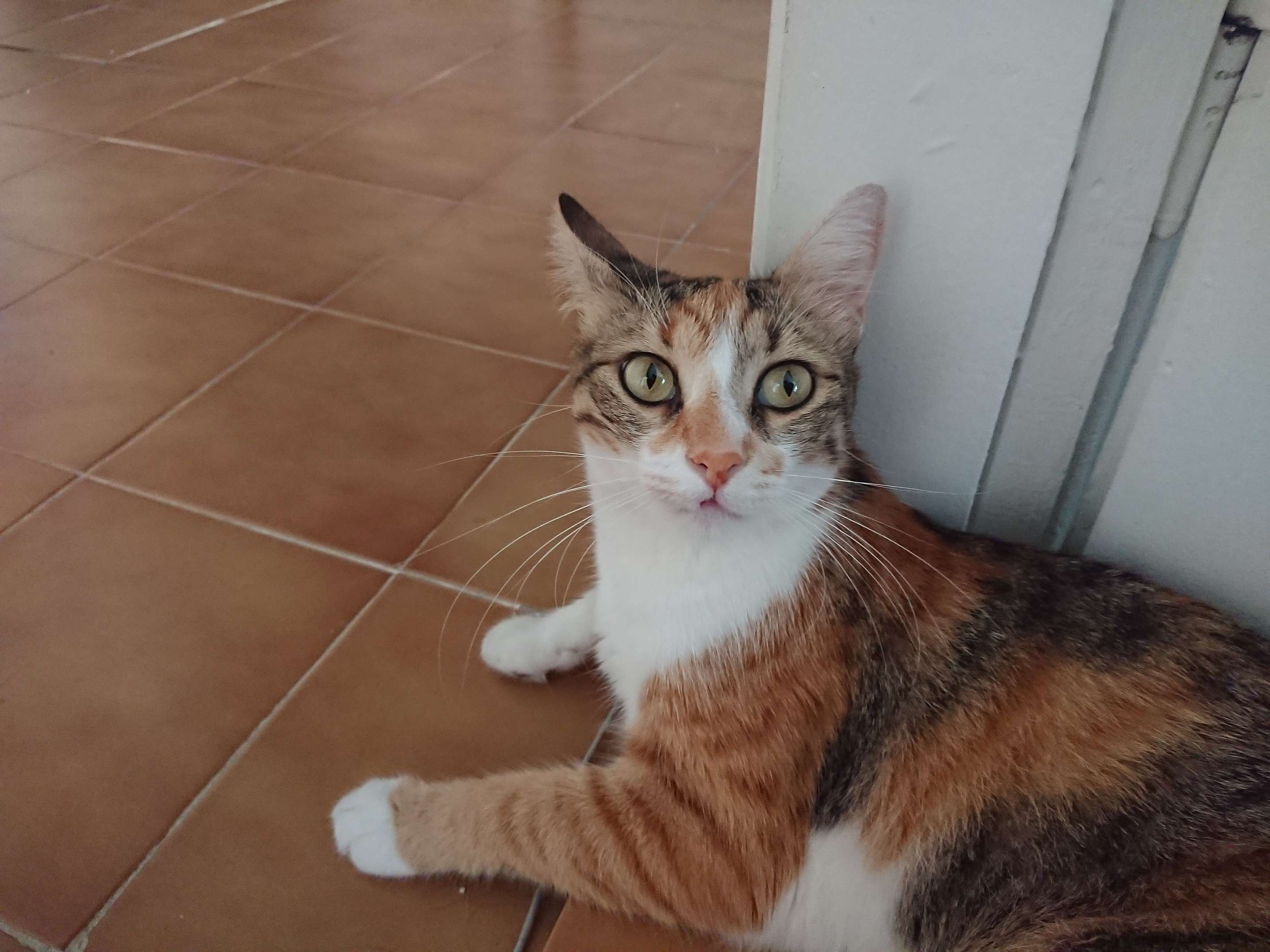 Kayıp Kedi - Gaziosmanpaşa