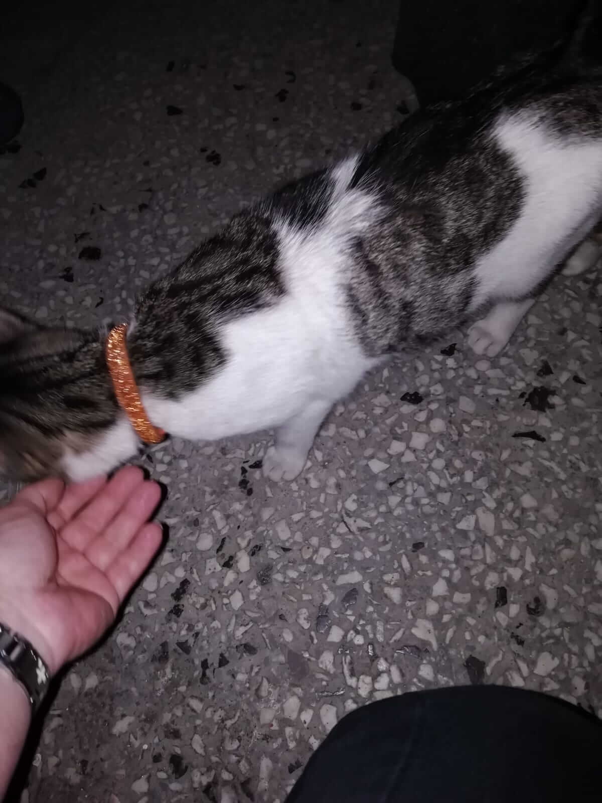 Sahibi aranıyor 