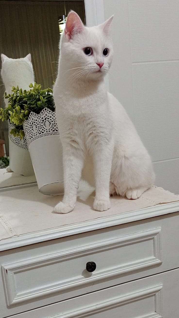 Kayıp Kedi- Beyaz, mavi gözlü