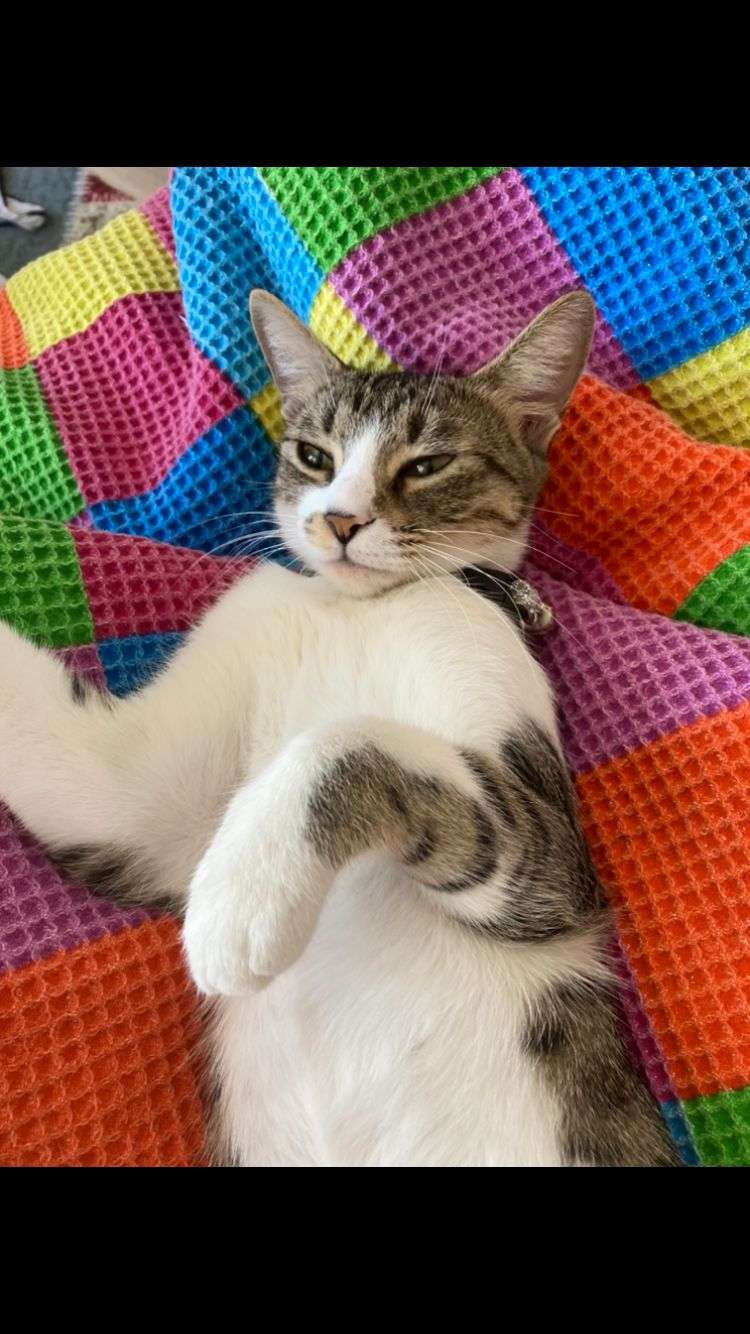 Kayıp kedi çorba