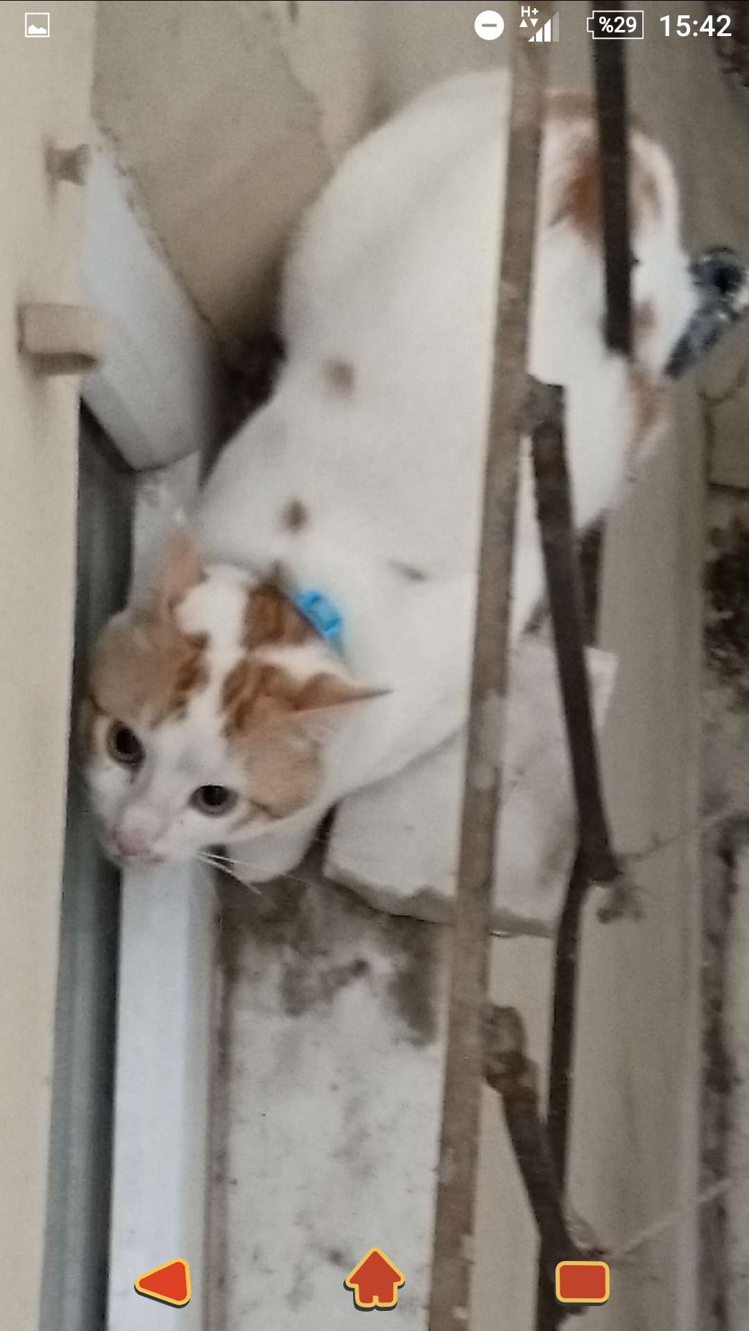 Mehmet Nesih Özmen tasmalı kedi buldum