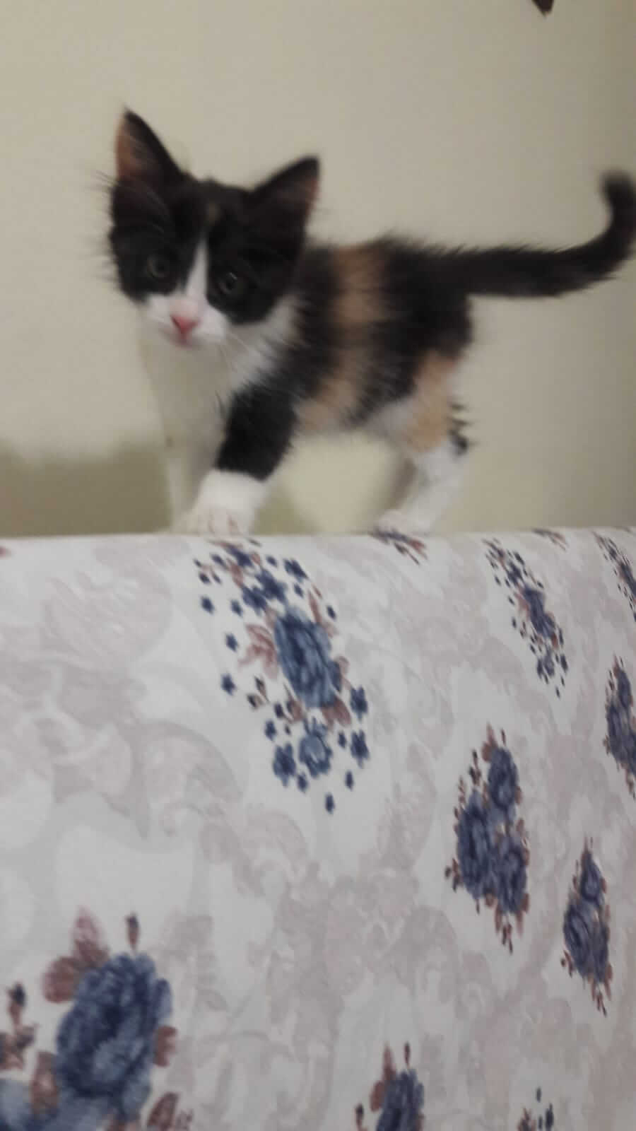 SOLMAZ