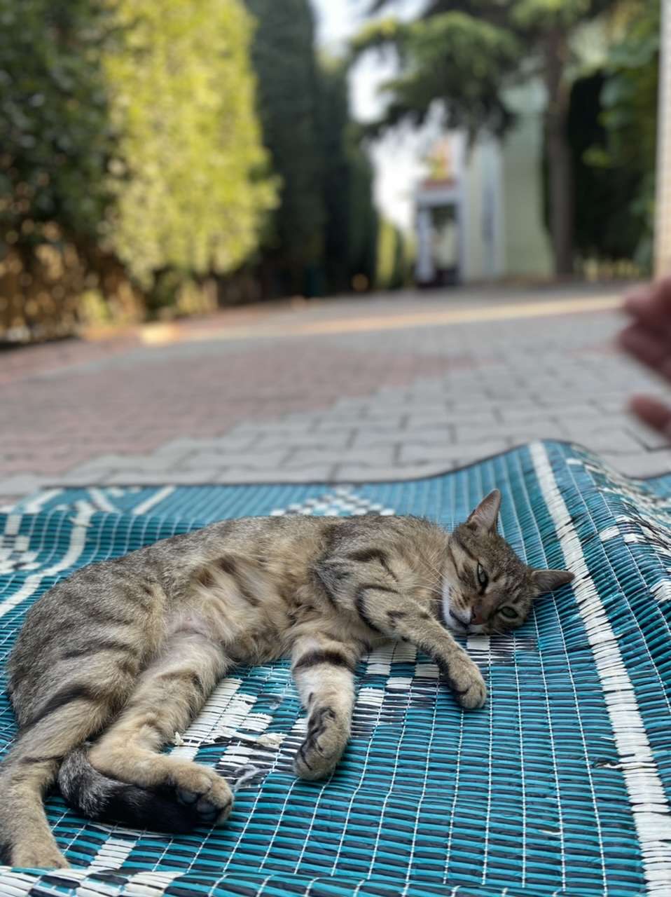 Kayıp kedi
