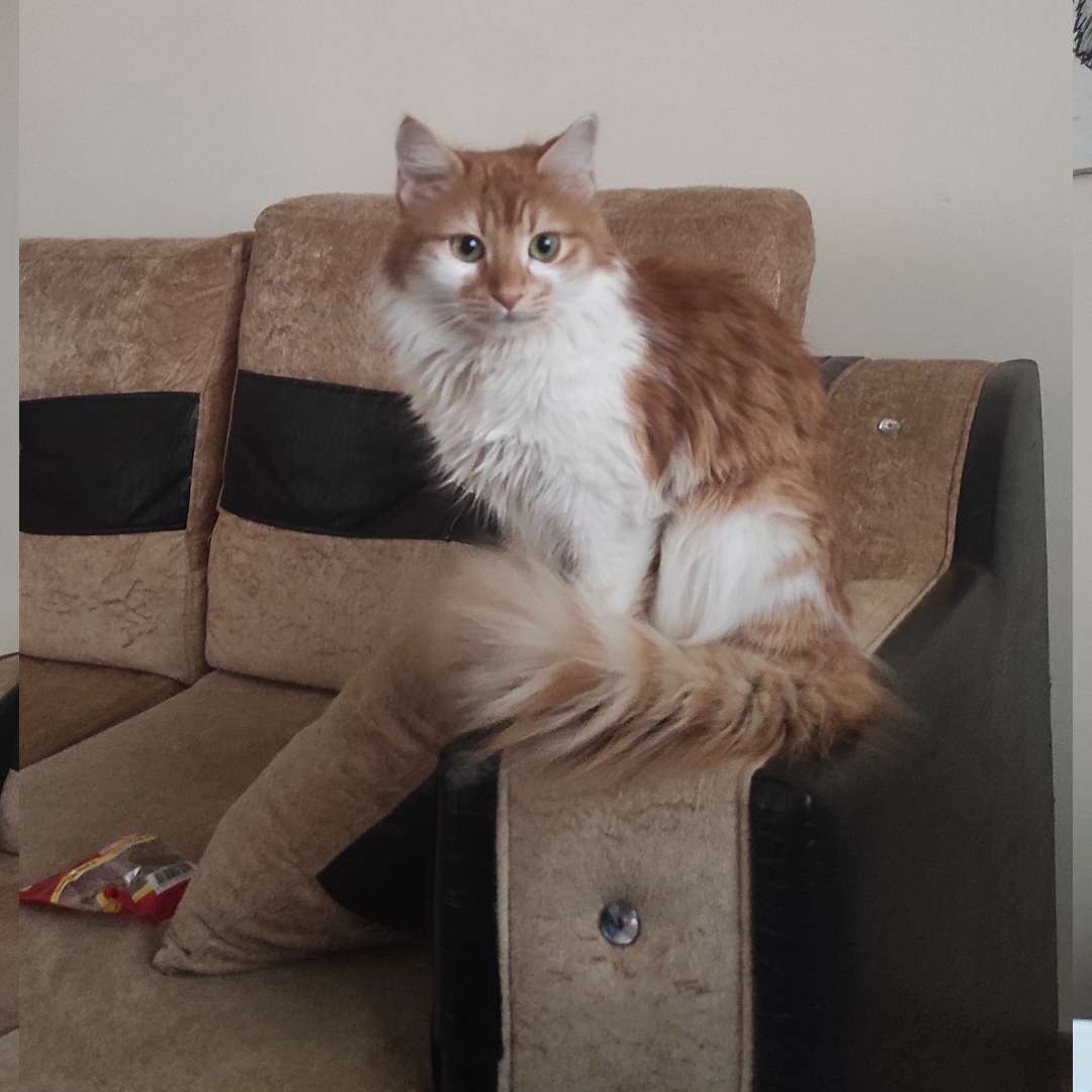 Ankara Kayıp