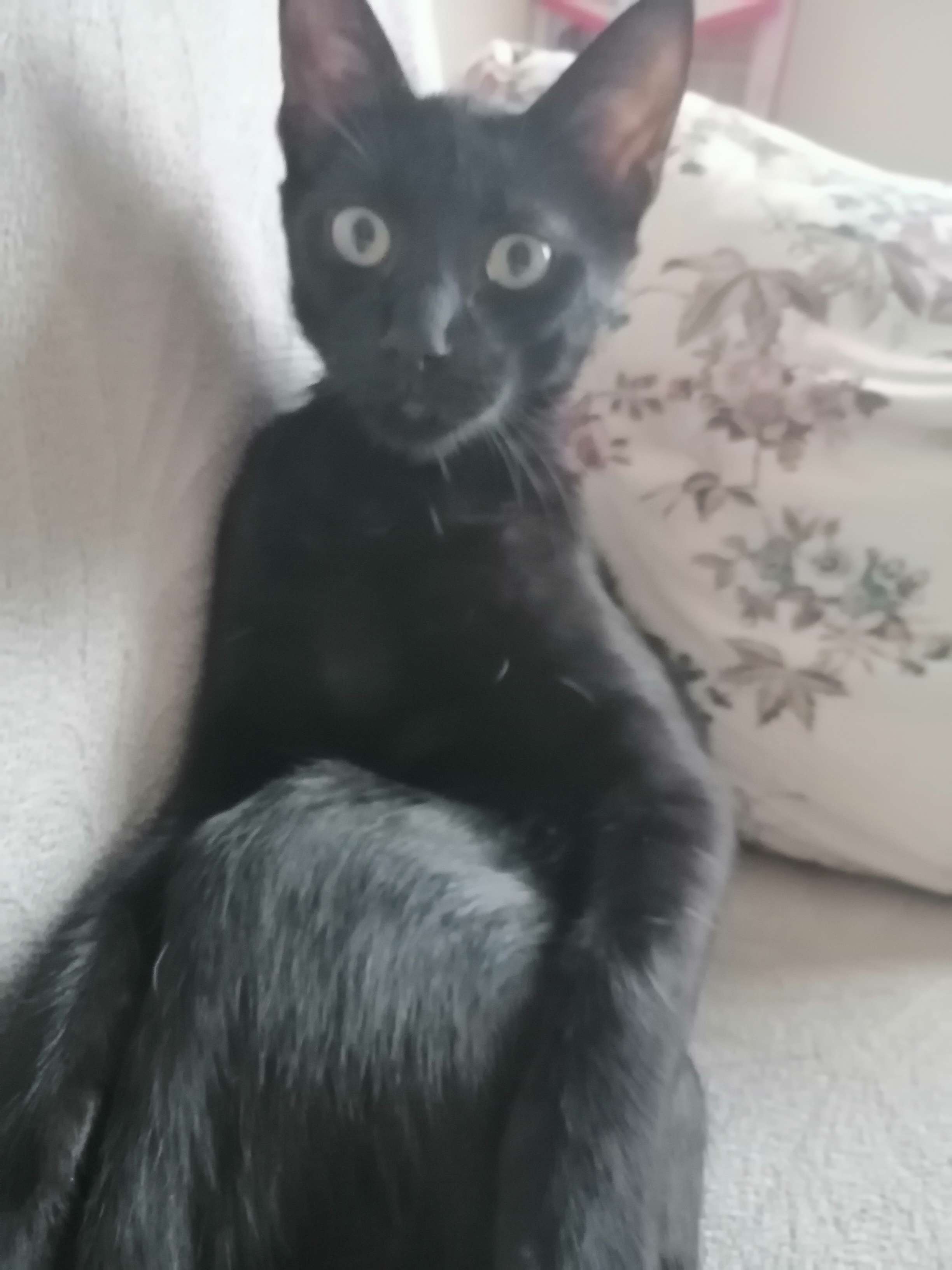 Acil Kayıp Kedi