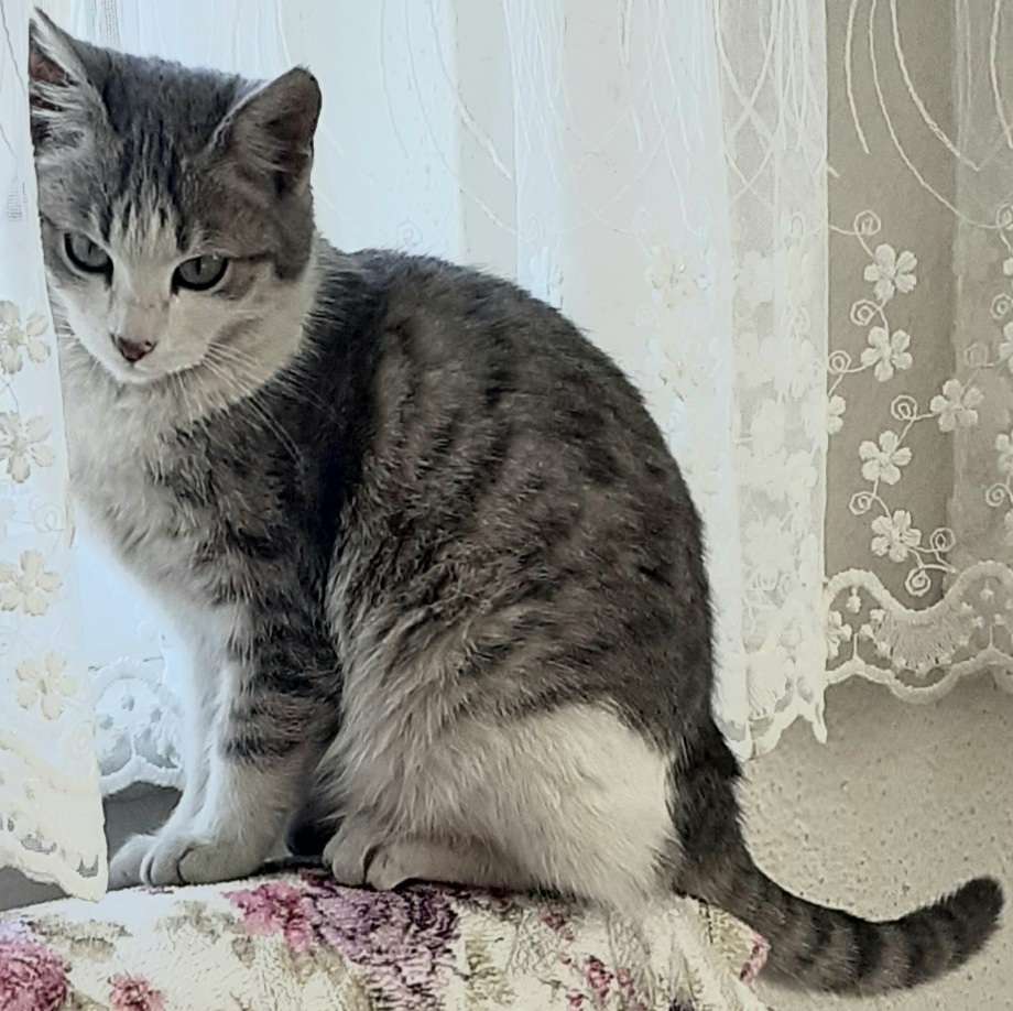 KEDİMİZ KAYIP
